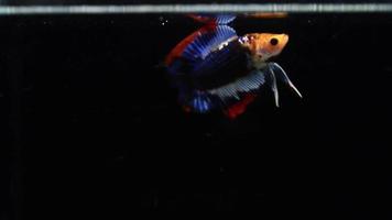 apareamiento de peces luchadores siameses betta, betta splendens pla-kad mordiendo peces tailandeses, peces de acuario populares. bandera roja blanca azul de tailandia. video