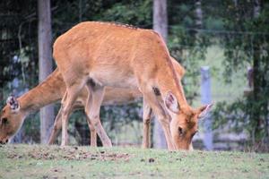 A view of a Deer photo