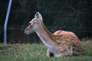 A view of a Deer photo