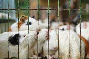 mammals, a collection of cute colored guinea pigs in a cage photo