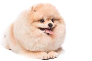 lindo pomerania pomerania foto