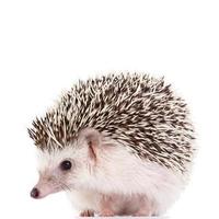 African hedgehog on white background photo