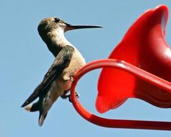 Ruby throated hummingbird closeups photo