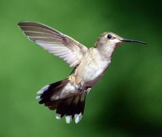 colibrí de garganta rubí hembra en vuelo foto