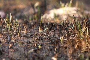 burned grass from fire. Brown natural background. Burned land, grass and leaves in spring wood. Horizontal color photography. selective focus photo