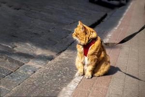 gato doméstico asustado en un arnés y con una correa se sienta en la acera foto