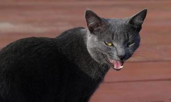 bozal de primer plano de un gato gris con ojos amarillos, bigote negro largo, nariz gris. el gato está maullando, boca abierta, lengua y dientes rosados. concepto para clínica veterinaria. enfoque selectivo foto