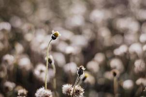 flor de botones de abrigo o margarita tridax con enfoque selectivo que florece en el campo de verano. foto