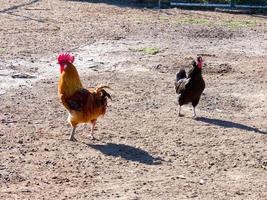 Semi-free-range, organic and healthy hens photo