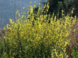 yellow wildflowers in the Mediterranean area of Catalonia, Spain photo