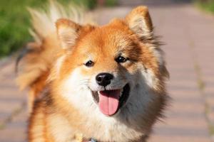 retrato de un perro japonés de raza shiba inu. perro rojo con hermosos ojos. foto