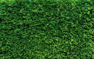 Small green leaves in hedge wall texture background. Closeup green hedge plant in garden. Eco evergreen hedge wall. Natural backdrop. Beauty in nature. Green leaves with natural pattern wallpaper. photo