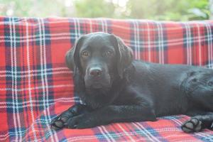 Puppy black labrador retriever lying on a bench on a sunny day. Dog. photo