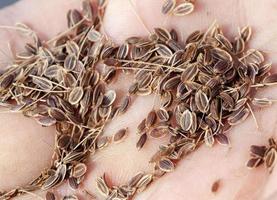 mature seeds of dill photo