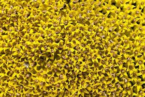 sunflower seeds.  corolla photo