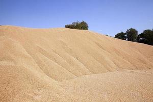 grain wheat . heap photo