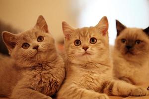 British kittens  close up photo