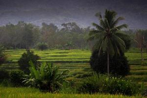 Indonesian morning view in green rice fields photo