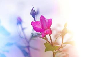Beautiful glowing background with pink rose photo