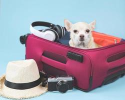 brown  short hair  Chihuahua dog sitting in pink suitcase with travelling accessories, straw hat, camera and headphones,  isolated on blue background. photo