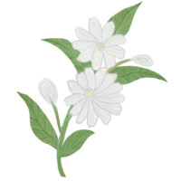 akvarell blomma element png