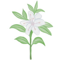 akvarell blomma element png