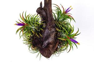 tillandsia o planta de aire que crece sin suelo floreciendo con flores coloridas adheridas a la madera sobre fondo blanco. foto