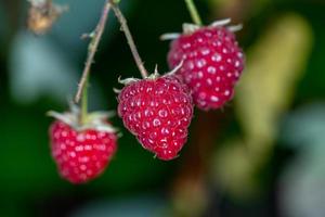 Three berries of garden raspberries hanging on a branch macro photography on a summer sunny day. Juicy red raspberry close-up on a green background in late summer. photo