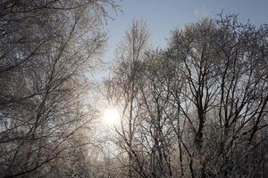 hoarfrost on the branches of trees photo