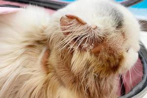 Common skin problems in cats. Cat scratching or licking themselves due to itchiness. A balding area of fur, with obvious hair loss photo