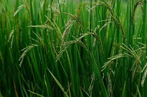 Thai jasmine rice seed from its tree with green leaves at rice field in the north of Thailand. photo