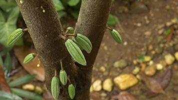 feche pequenas vagens de cacau verde crescendo na árvore de cacau na plantação de cacau. video