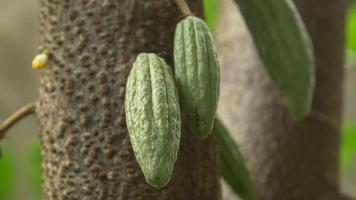Nahaufnahme kleiner grüner Kakaoschoten, die auf dem Kakaobaum in der Kakaoplantage wachsen. video