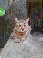 lindo gato pixiebob con ojos amarillos tendido frente a la casa. esta raza de gato es una mezcla entre un gato común y un lince rojo y parece una versión más pequeña de un gato montés. foto