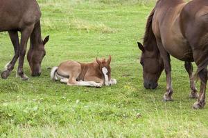 adult horse with foal photo