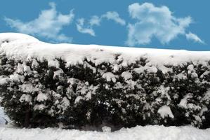 bushes in the snow photo
