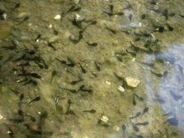 tadpole frog in a creek photo