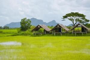 Photo corner for relaxing in a hammock in a resort in the middle of rice fields, a tourist attraction, Thai photography corner