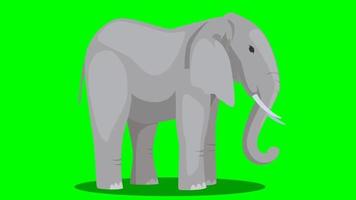 tecknad serie djur- grön skärm - elefant - stå på tomgång slinga video