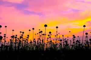 silueta de campo de flores de hierba blanca colorida puesta de sol. foto