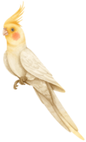 ilustración de pájaro cacatúa acuarela png