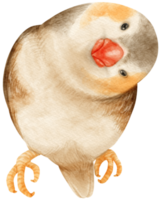 Watercolor zebra finches bird illustration png