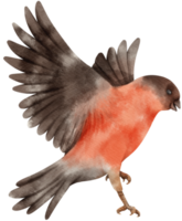 illustration d'oiseau bouvreuil aquarelle png
