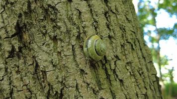 Small snail on a maple bark video
