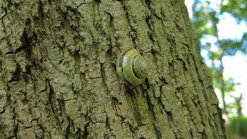 caracol pequeño en una corteza de arce video