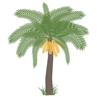 Date palm tree with ripe fruits dates png