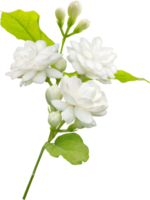 fleur et feuille de jasmin, symbole de la fête des mères en thaïlande