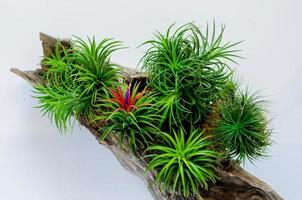 Air plant Tillandsia with its flower plants in wooden log on white background. photo