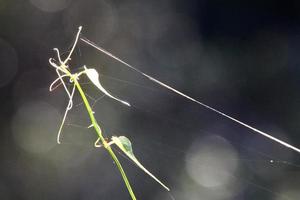 Spider webs - cobwebs on branches and leaves of trees in a city park. photo