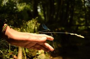 Closeup of a woman hand moving towards a blue dragonfly on a dry stalk of grass with seeds in front of a bokeh background of greenery and tree photo